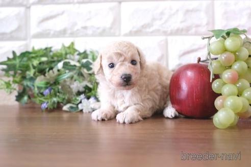 成約済の滋賀県のトイプードル-209692の3枚目