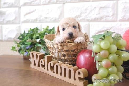 成約済の滋賀県のトイプードル-209692の2枚目