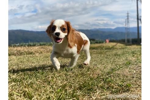 成約済の長野県のキャバリアキングチャールズスパニエル-189885の2枚目