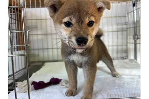 成約済の岡山県の柴犬-211706の2枚目