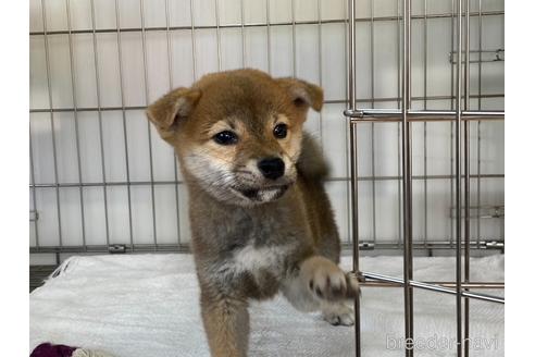 成約済の岡山県の柴犬-211706の3枚目