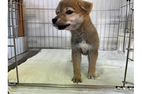 成約済の岡山県の柴犬-211706の4枚目