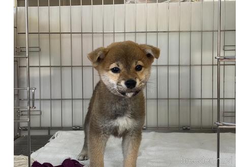 成約済の岡山県の柴犬-211706の1枚目