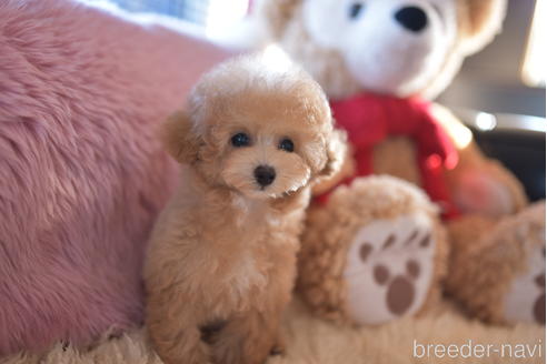 成約済の茨城県のティーカッププードル-209446の1枚目