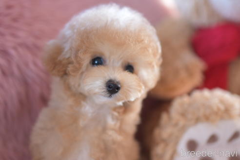 成約済の茨城県のティーカッププードル-209446の6枚目