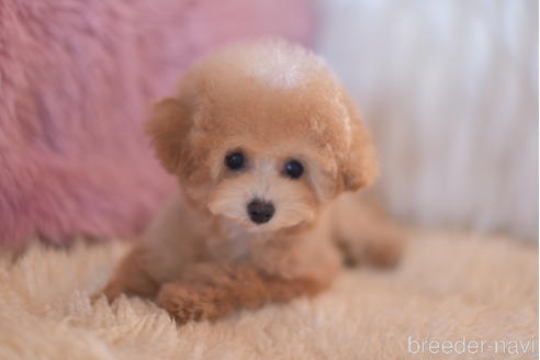 成約済の茨城県のティーカッププードル-209446の5枚目