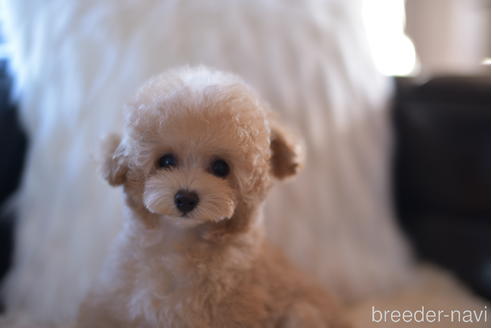 成約済の茨城県のティーカッププードル-209446の4枚目