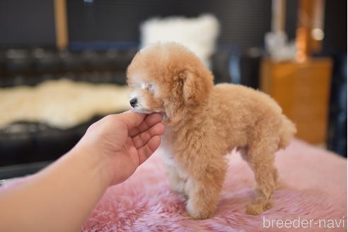 成約済の茨城県のティーカッププードル-209446の3枚目