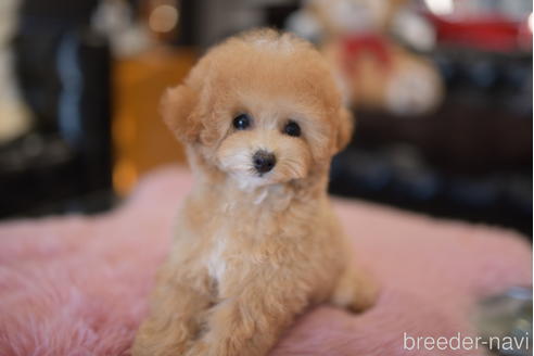 成約済の茨城県のティーカッププードル-209446の2枚目