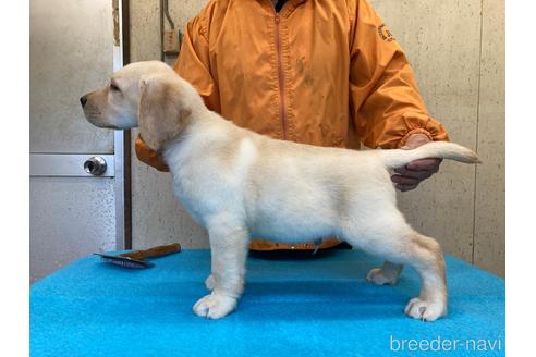 成約済の静岡県のラブラドールレトリーバー-211714の3枚目