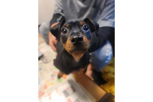 成約済の長崎県のミニチュアピンシャー(ミニピン)-203372の2枚目