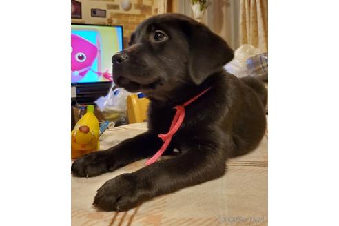 成約済の茨城県のラブラドールレトリーバー-211747の3枚目