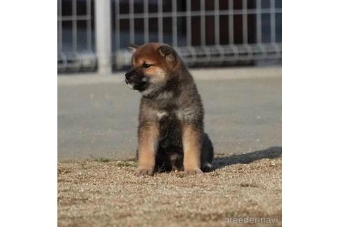 成約済の愛媛県の柴犬-211762の4枚目