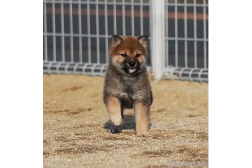 成約済の愛媛県の柴犬-211762の1枚目