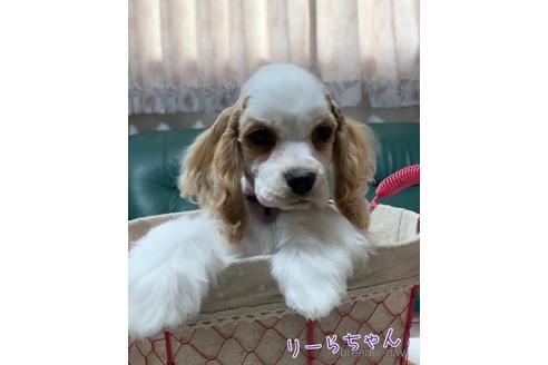 アメリカンコッカースパニエルの子犬を探す ブリーダーナビ