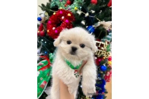 成約済の北海道のミックス犬-209931の1枚目