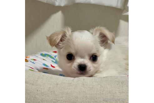 成約済の神奈川県のチワワ(ロングコート)-211802の2枚目