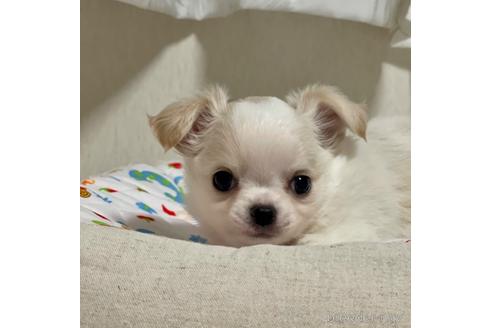 成約済の神奈川県のチワワ(ロングコート)-211802の2枚目