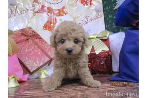 成約済の鳥取県のティーカッププードル-207909の1枚目
