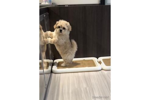 成約済の福岡県のミックス犬-208014の11枚目