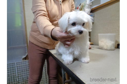 成約済の栃木県のマルチーズ-200787の3枚目