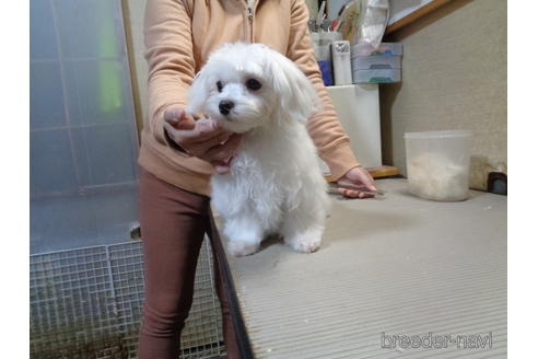 成約済の栃木県のマルチーズ-200787の2枚目