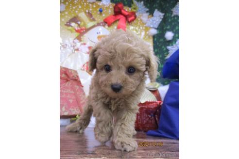 成約済の鳥取県のティーカッププードル-207909の4枚目