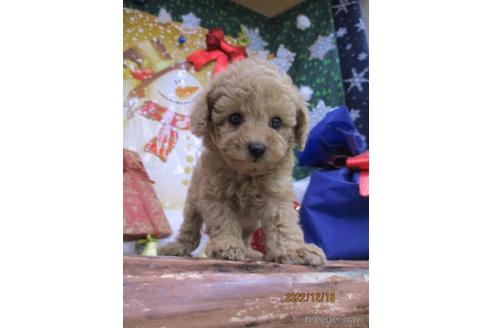 成約済の鳥取県のティーカッププードル-207909の3枚目