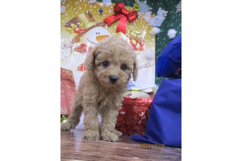 成約済の鳥取県のティーカッププードル-207909の2枚目