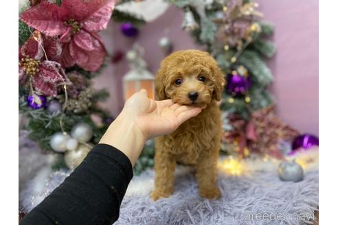 成約済の愛知県のトイプードル-211956の1枚目