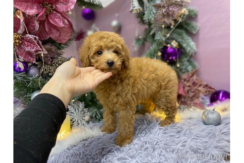 成約済の愛知県のトイプードル-211956の2枚目