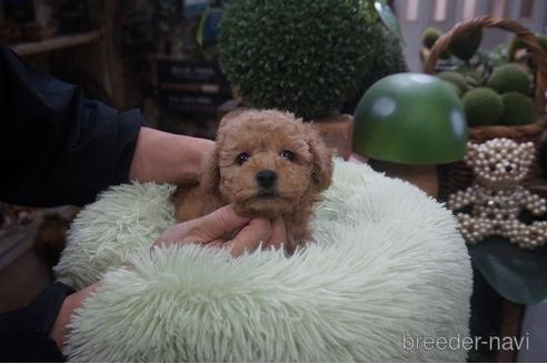 成約済の京都府のタイニープードル-209985