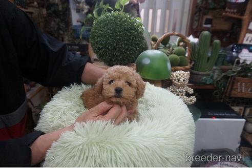 成約済の京都府のタイニープードル-209985の3枚目