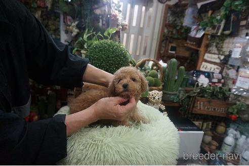 成約済の京都府のタイニープードル-209985の2枚目