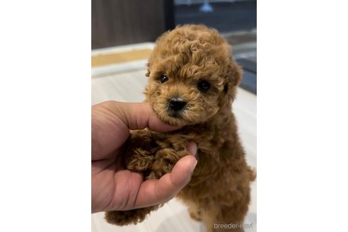 成約済の福岡県のトイプードル-211150の1枚目