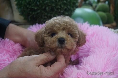 成約済の京都府のタイニープードル-209986