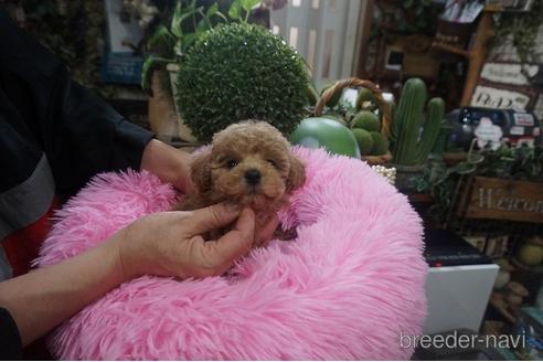 成約済の京都府のタイニープードル-209986の2枚目