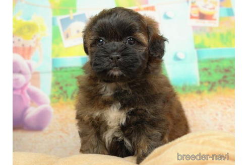 成約済の千葉県のミックス犬-211973の4枚目