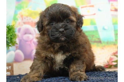 成約済の千葉県のミックス犬-211973の3枚目