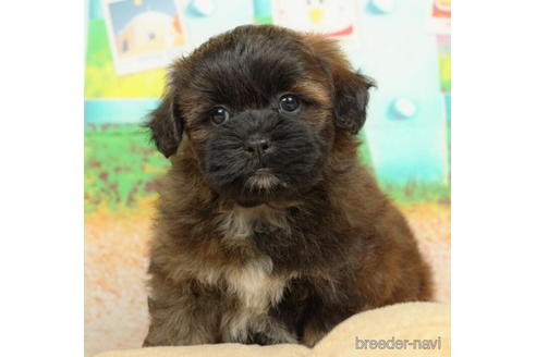 成約済の千葉県のミックス犬-211973の1枚目