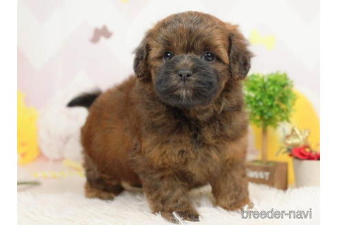 成約済の千葉県のミックス犬-211976の5枚目