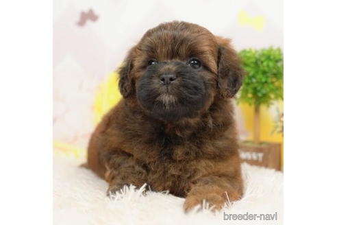 成約済の千葉県のミックス犬-211976の2枚目