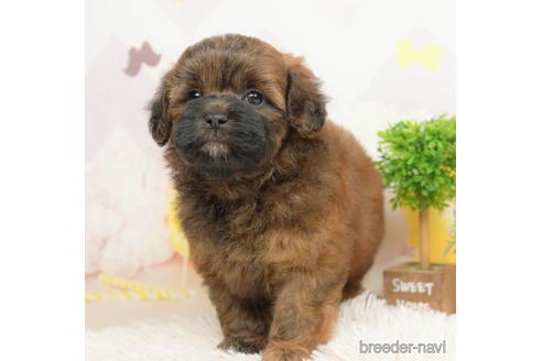 成約済の千葉県のミックス犬-211976