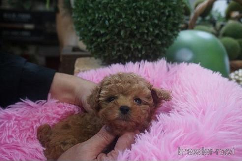 成約済の京都府のティーカッププードル-209988の1枚目