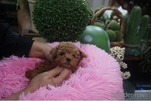 成約済の京都府のティーカッププードル-209988の2枚目