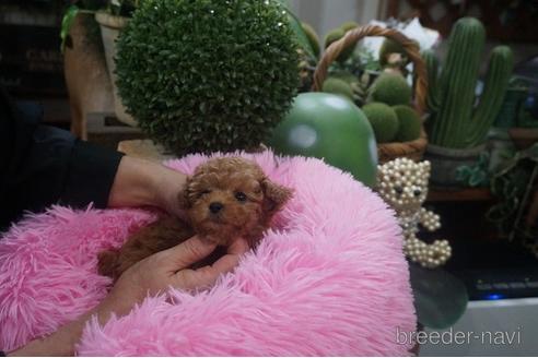 成約済の京都府のティーカッププードル-209988の3枚目