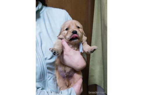 成約済の岡山県のゴールデンレトリーバー-212015の3枚目