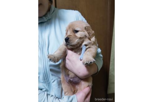 成約済の岡山県のゴールデンレトリーバー-212015の4枚目