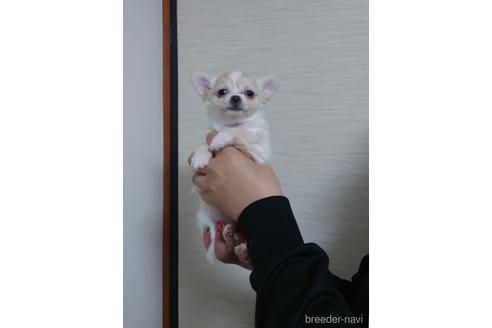 成約済の神奈川県のチワワ(ロングコート)-209482の8枚目