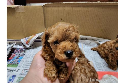 成約済の愛知県のトイプードル-210200の6枚目